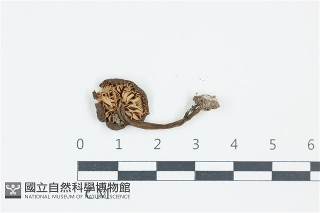 粉褶菌屬藏品圖，第3張