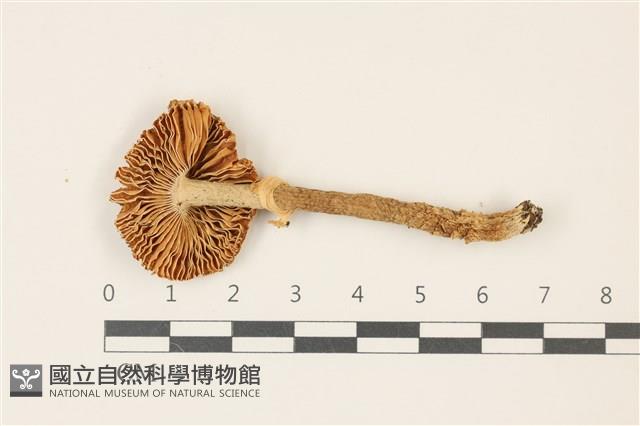 登錄號:F0037437藏品圖，第3張