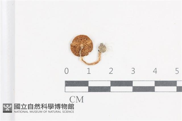 登錄號:F0038737藏品圖，第3張