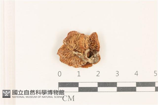登錄號:F0037737藏品圖，第3張