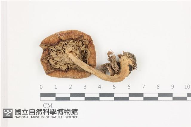 登錄號:F0036537藏品圖，第3張