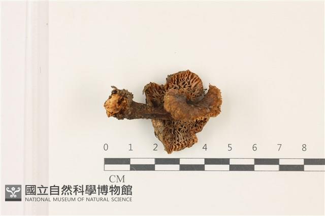 紅菇屬藏品圖，第3張