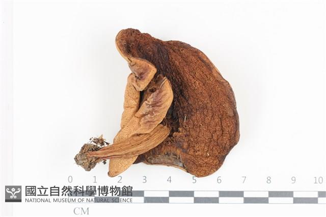 登錄號:F0036137藏品圖，第3張
