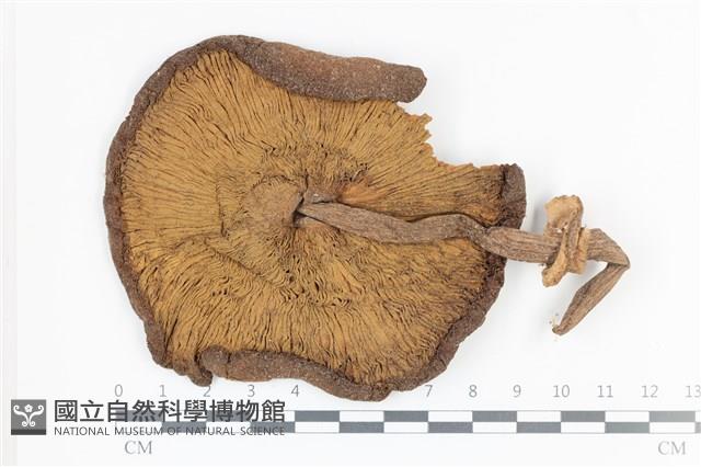 登錄號:F0036037藏品圖，第3張