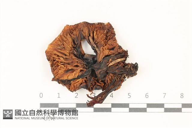 登錄號:F0037337藏品圖，第3張
