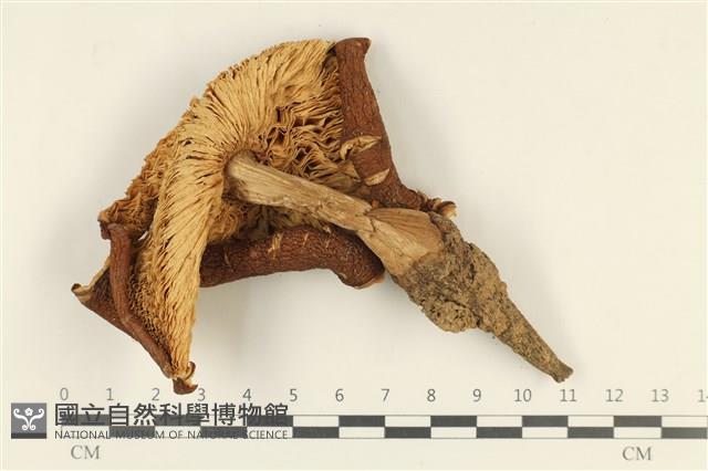 登錄號:F0037977藏品圖，第3張