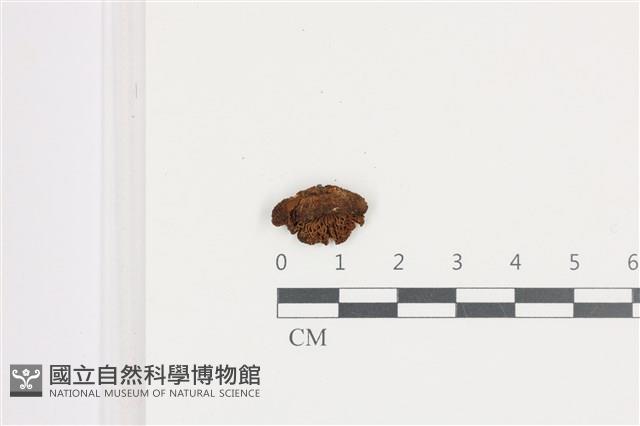 登錄號:F0036677藏品圖，第3張