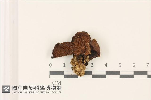 登錄號:F0037477藏品圖，第3張