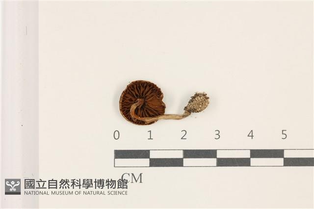 粉褶菌屬藏品圖，第3張
