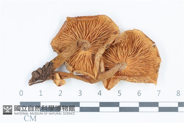 登錄號:F0039377藏品圖，第3張