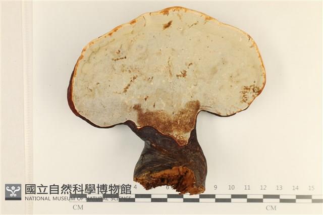 館號:F0037265藏品圖，第3張