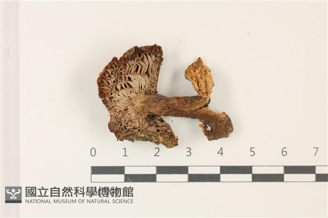 登錄號:F0037465藏品圖，第3張