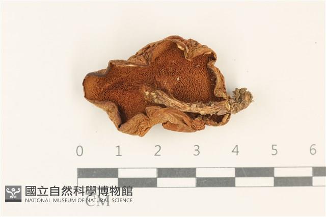 登錄號:F0037765藏品圖，第3張