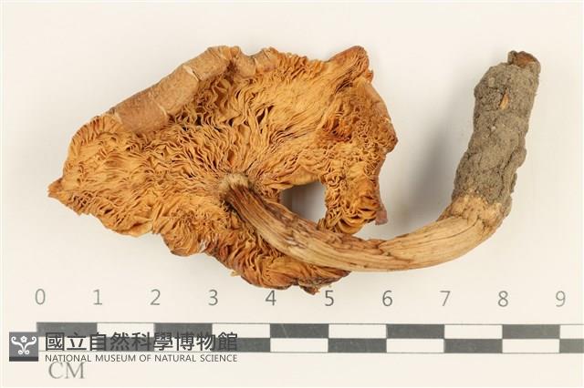 登錄號:F0037565藏品圖，第3張