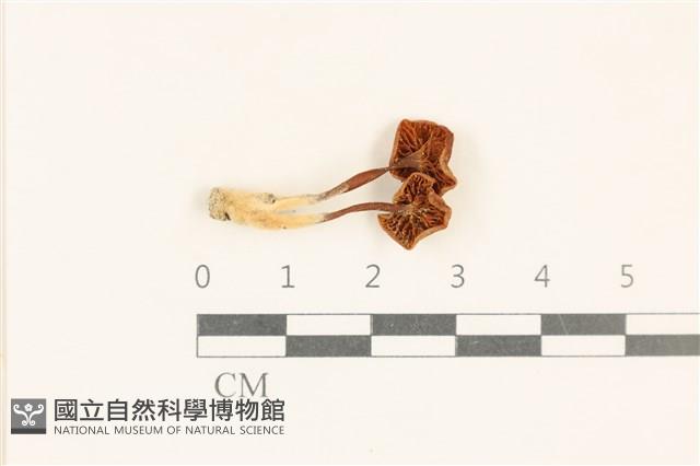 登錄號:F0037065藏品圖，第3張