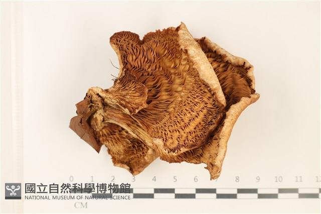 登錄號:F0037825藏品圖，第3張