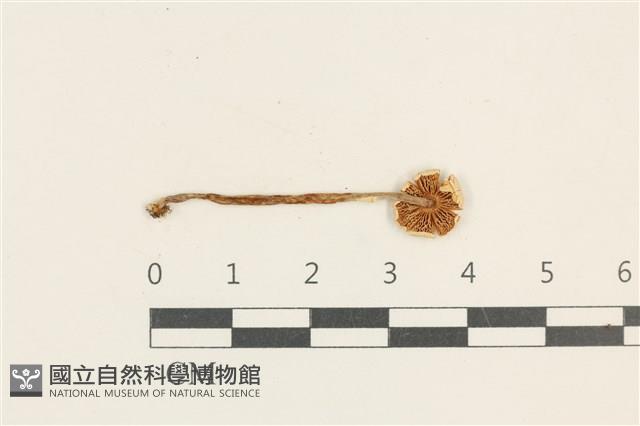 登錄號:F0037625藏品圖，第3張