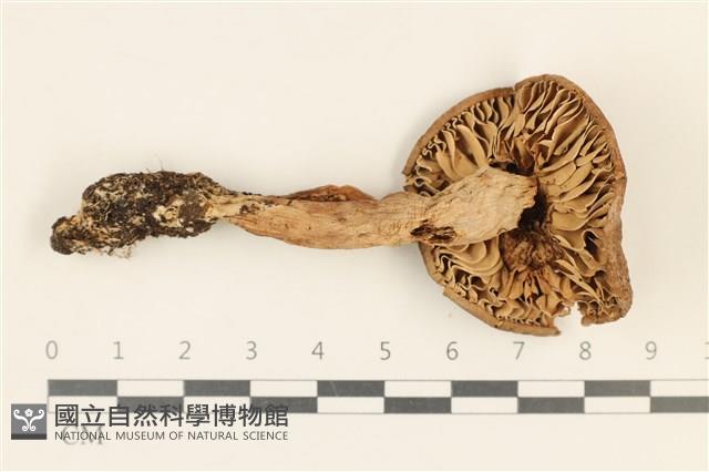 登錄號:F0028725藏品圖，第3張
