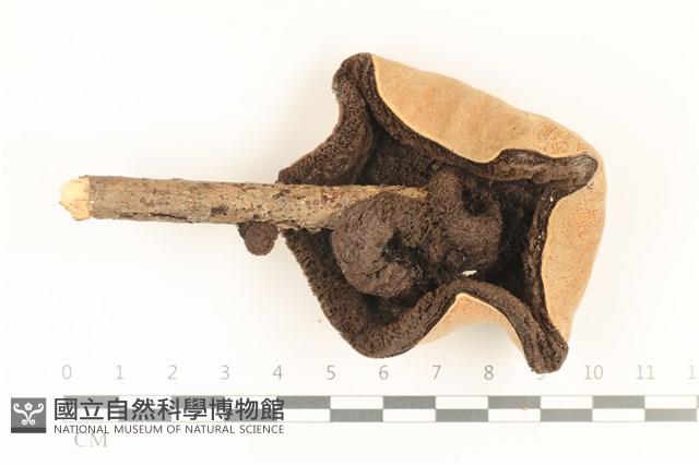 登錄號:F0036725藏品圖，第3張
