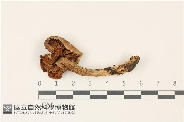 登錄號:F0037525藏品圖，第3張
