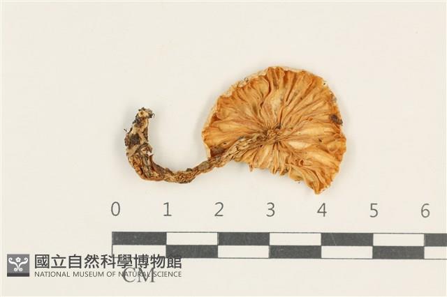 館號:F0038025藏品圖，第3張