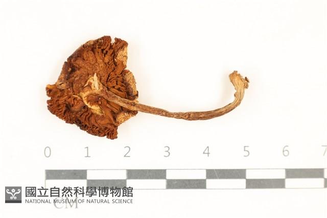 登錄號:F0037025藏品圖，第3張