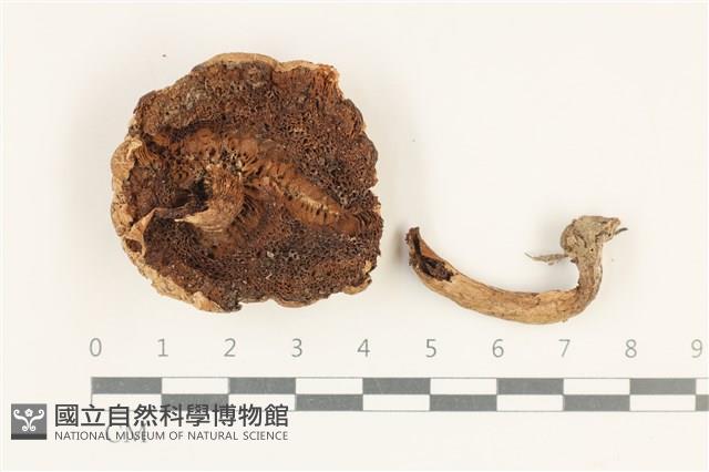 登錄號:F0038205藏品圖，第3張