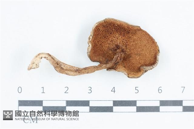 登錄號:F0038805藏品圖，第3張