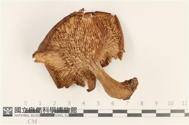 登錄號:F0037805藏品圖，第3張