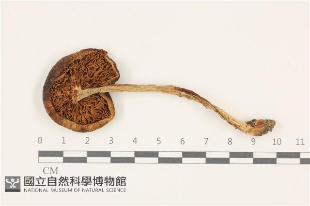 登錄號:F0037405藏品圖，第3張