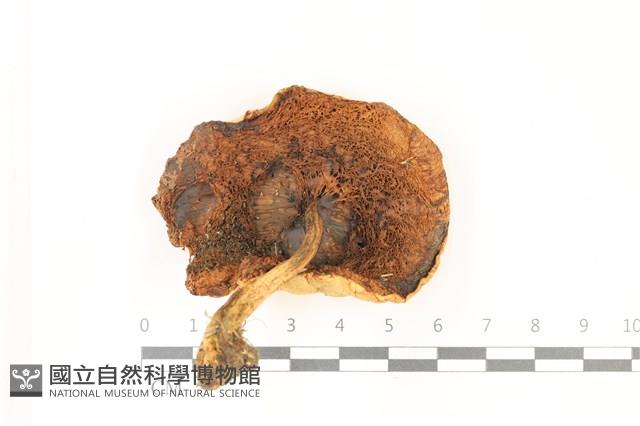 館號:F0037505藏品圖，第3張