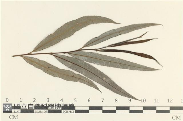 登錄號:F0038105藏品圖，第3張