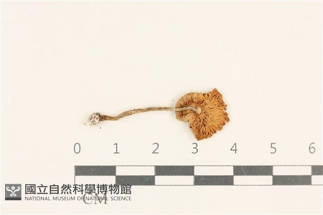 登錄號:F0037105藏品圖，第3張