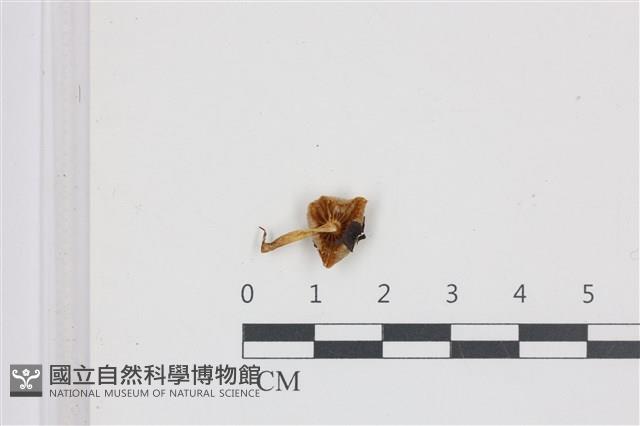 利氏小菇藏品圖，第3張