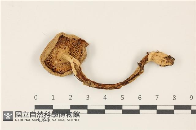 登錄號:F0037415藏品圖，第3張