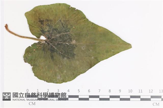 登錄號:F0035415藏品圖，第3張