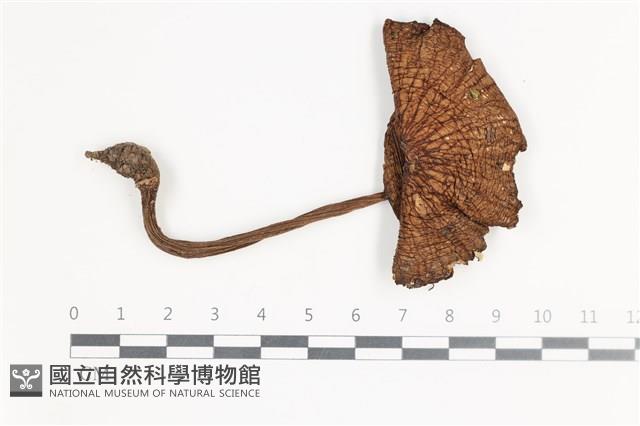 登錄號:F0035715藏品圖，第3張