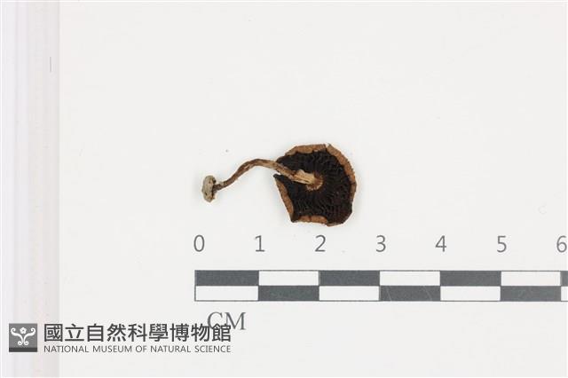登錄號:F0036515藏品圖，第3張
