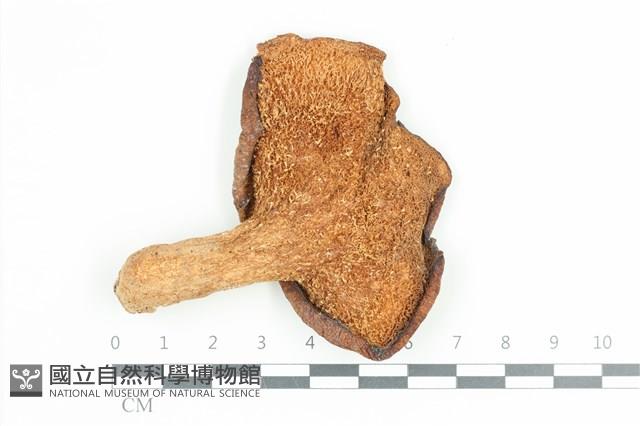 寬鱗多孔菌藏品圖，第3張