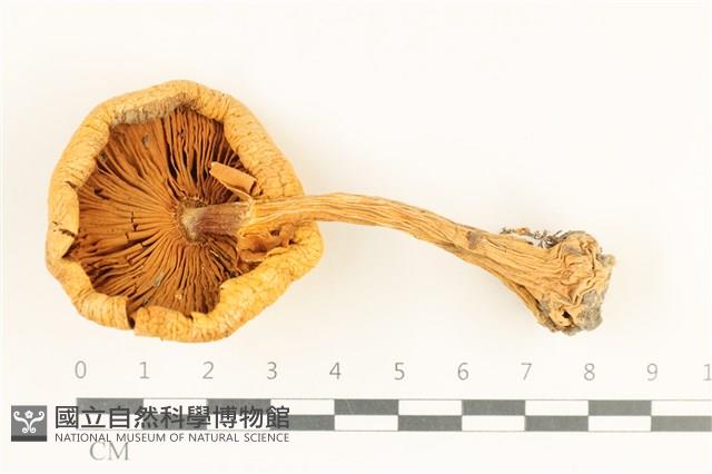登錄號:F0038015藏品圖，第3張