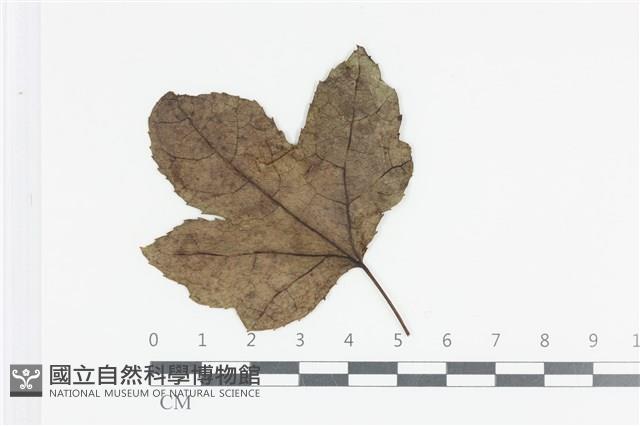 登錄號:F0036015藏品圖，第3張
