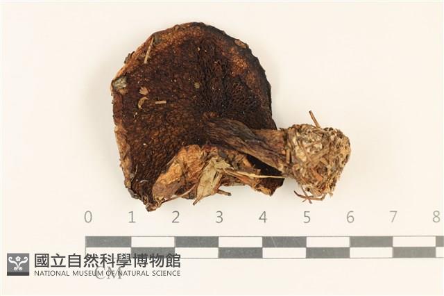 登錄號:F0037255藏品圖，第3張