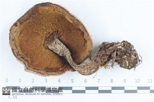 登錄號:F0038855藏品圖，第3張