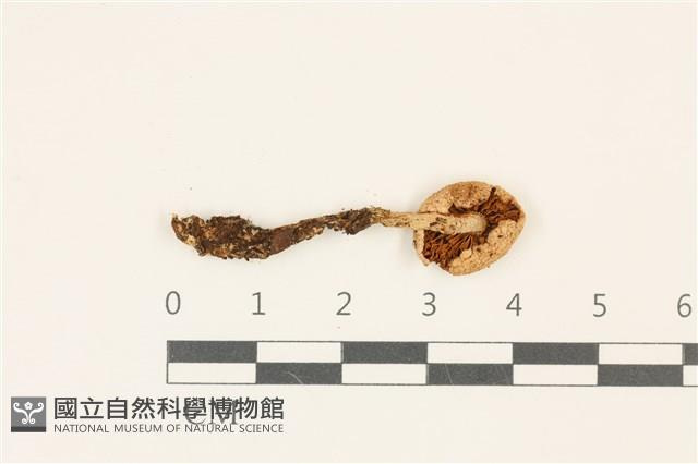 登錄號:F0036855藏品圖，第3張