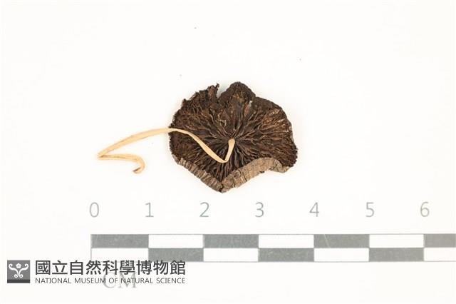登錄號:F0037655藏品圖，第3張