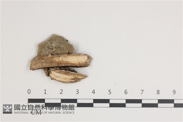 登錄號:F0035655藏品圖，第3張