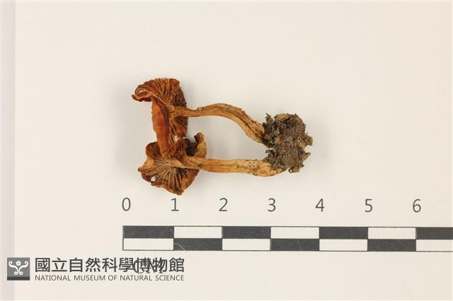 登錄號:F0037455藏品圖，第3張