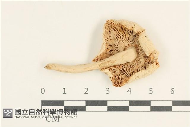 登錄號:F0038055藏品圖，第3張