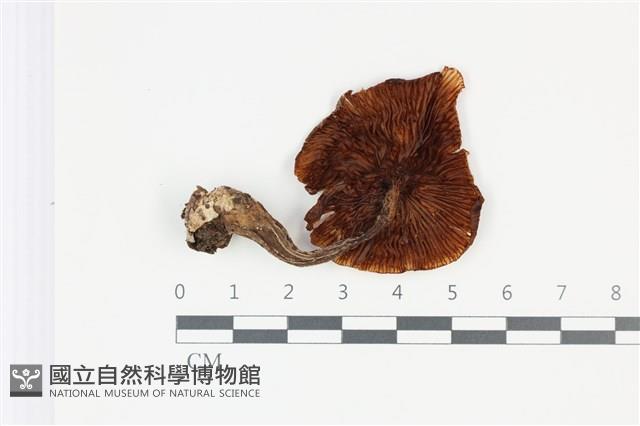 登錄號:F0035355藏品圖，第3張