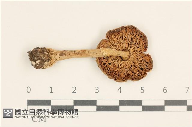 鵝膏屬藏品圖，第3張